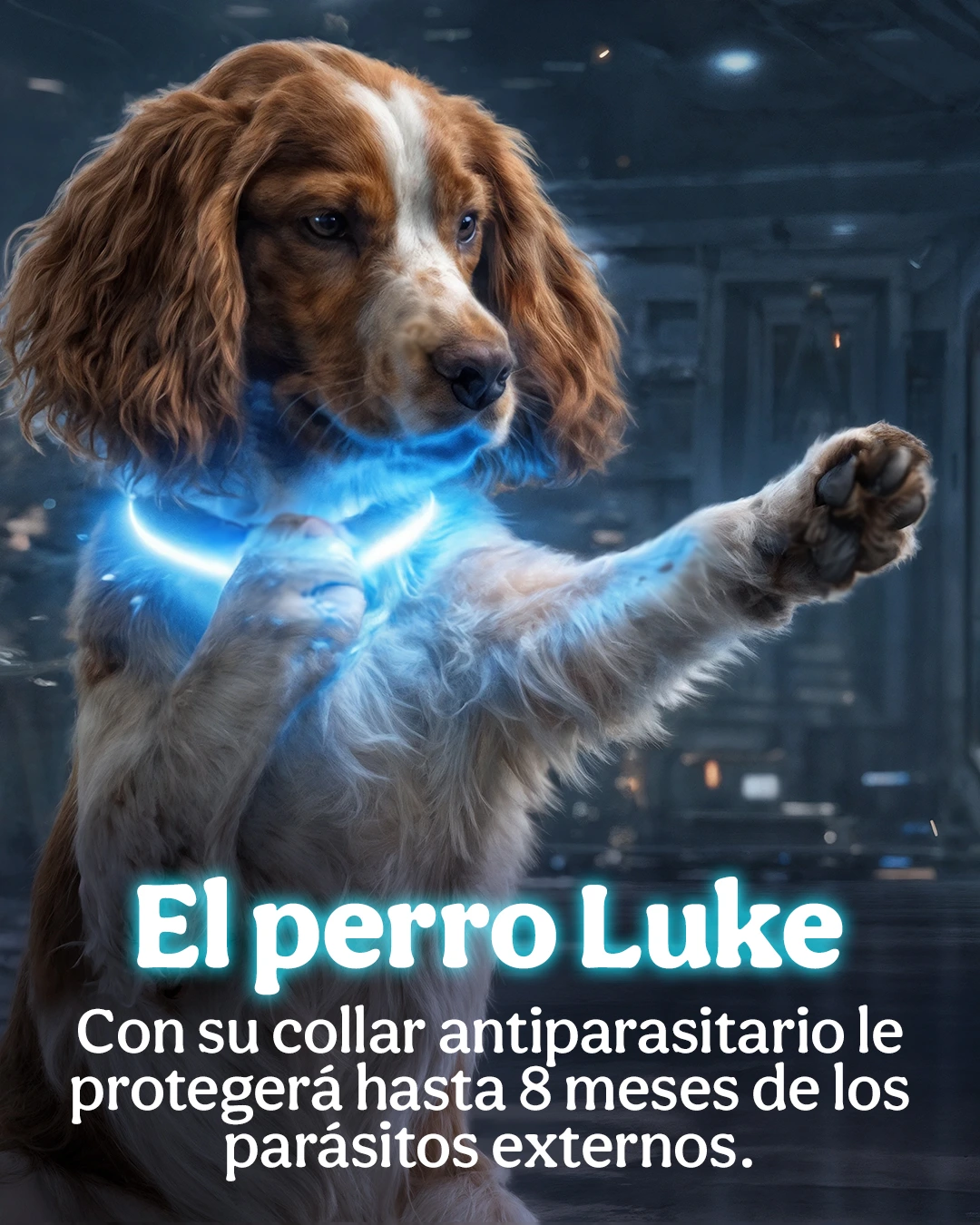 07-diseno-digital-para-marca-tiendanimal